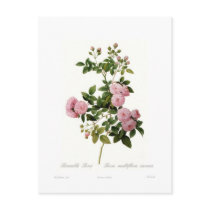 Rosa multiflora carnea(Bramble Rose) Post Cards