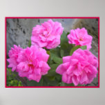 Rosa-Poster del día de San Valentín