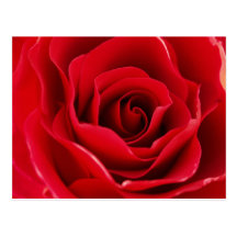Rosa roja tarjetas postales