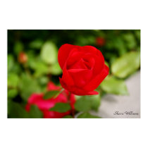 Rosa rojo posters