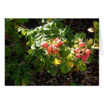 Rosa Rugosa cards by isouz59 Rosa Rugosa cards