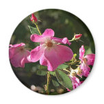 Rosa Rugosa Magnet