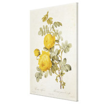Rosa Sulfurea  from 'Les Roses' Canvas Print