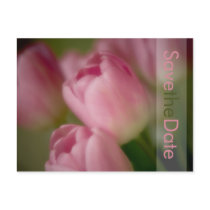 Rosa Tulpen • Save the Date Postkarte postcards by SabineStGreetings Rosa Tulpen • Save the Date Postkarte postcards
