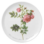 Rosa virginiana plena plate
