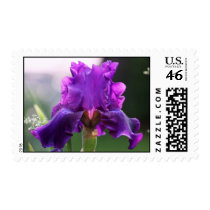 "Rosalie" Iris Photography Stamp