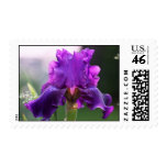 "Rosalie" Iris Photography postage