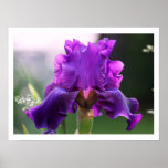 "Rosalie" Iris Photography Print