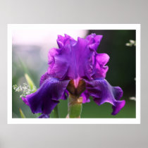 "Rosalie" Iris Photography Print