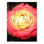 Rosas del día de San Valentín Postales