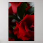 Rosas profundos, rojo oscuro poster