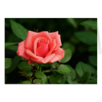 Rose 034 cards