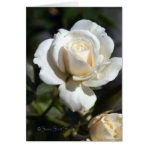 Rose 092 cards