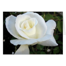 Rose 114 cards
