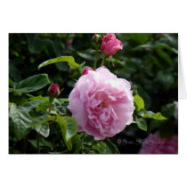 Rose 155 cards