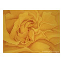 Rose #15 Poster posters by cnag4892 Rose #15 Poster posters