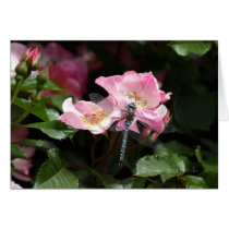 Rose 169 cards