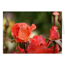 Rose 177 cards