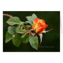 Rose 181 cards