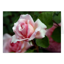 Rose 191 cards