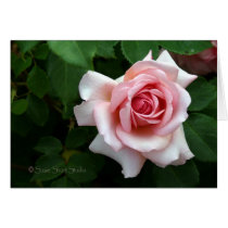 Rose 192 cards