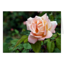 Rose 196 cards