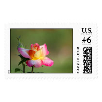 Rose 1 postage by matthew_hull Rose 1 postage