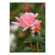 Rose 200 cards