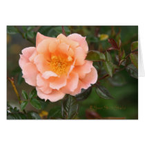 Rose 217 cards