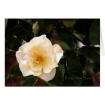Rose 256 cards