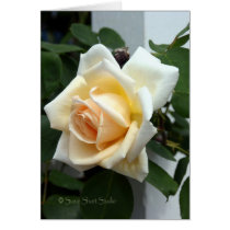 Rose 263 cards