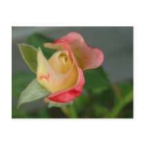 rose (2) postcards by anaphotography rose (2) postcards