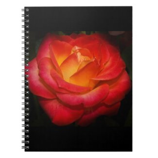 Rose Aflame fuji_notebook