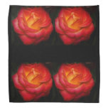 Rose Aflame X 4