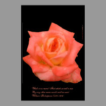 Rose After a Morning Shower-on Black posters by wksimages Rose After a Morning Shower-on Black posters