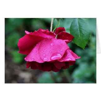 Rose After Rain Flower Photo Greeting Or Note Card card