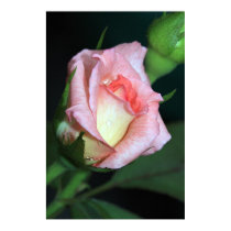 Rose after Rain on Canvas posters