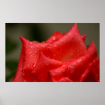 Rose After Rain posters