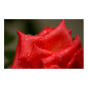 Rose After Rain posters
