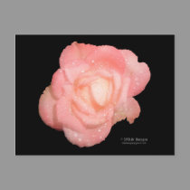 Rose After The Rain postcards by wksimages Rose After The Rain postcards