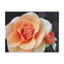 Rose and Rosebud Postcard