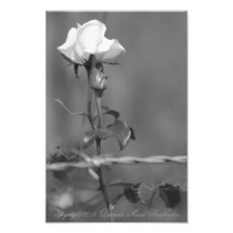 Rose and Spikes of Life Photograph
