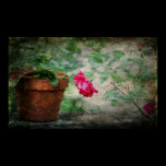 Rose and Terracotta Pot posters