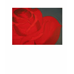 Rose Art by Pryor Ladies Shirt Rose Art by Pryor Ladies Shirt