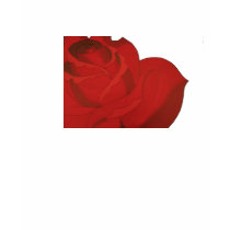 Rose Art Ladies Shirt by gramabarb Rose Art Ladies Shirt