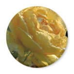 Rose At Balboa Park Fridge Magnets