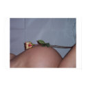 Rose Belly posters