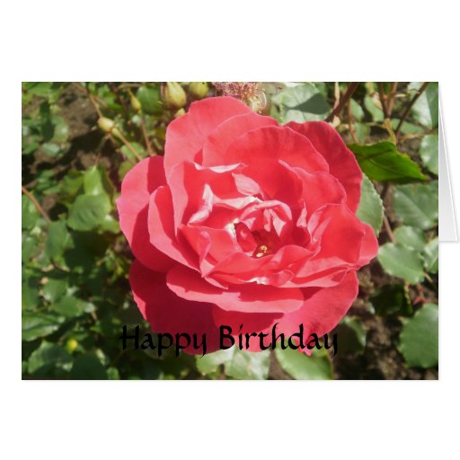 rose birthday card