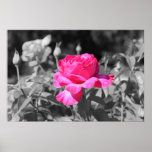 Rose Black &amp; White Print
