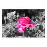 Rose Black & White Print